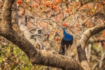 Peacock (Pavo cristatus) standing on a tree branch in Ranthambore National Park, Northern India; Rajasthan, India — Stock Photo
