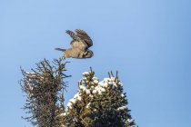 Vista panoramica del Gufo Falco Settentrionale in volo nella natura selvaggia — Foto stock