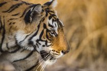 Vue rapprochée du majestueux tigre du Bengale — Photo de stock