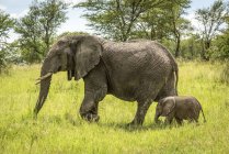 Bellissimo elefante africano grigio con cucciolo nella natura selvaggia, Parco Nazionale del Serengeti; Tanzania — Foto stock