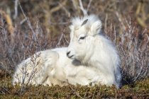 Cordero de oveja Dall (Ovis dalli) con abrigo de invierno sentado en cepillo, montañas Chugach, centro-sur de Alaska; Alaska, Estados Unidos de América - foto de stock