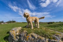 Cane in piedi sul campo di erba guardando fuori con cielo blu e nuvole sullo sfondo; South Shields, Tyne and Wear, Inghilterra — Foto stock