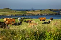 Vieh weidet und ruht auf dem saftigen, grünen Gras eines Feldes entlang der Küste, Irland — Stockfoto
