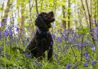 Porträt eines schwarzen Hundes, der zwischen Blauglocken nach oben blickt; Südschilder, Reifen und Abnutzung, England — Stockfoto