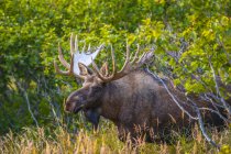 Scenic view of majestic bull moose in bushes, Chugach State Park, Alaska, United States of America — Stock Photo