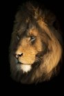 Majestoso leão macho em natureza selvagem focinho closeup — Fotografia de Stock