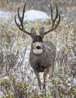 Mule deer (Odocoileus hemionus) buck standing and looking at the camera during a snowfall; Denver, Colorado, United States of America — Stock Photo