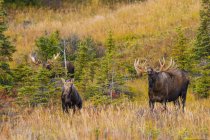 Vista panoramica di maestosi alci toro nella natura selvaggia, Chugach State Park, Alaska, Stati Uniti d'America — Foto stock