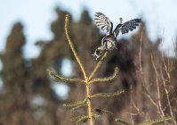 Vista panorâmica de empoleirado Northern Hawk Coruja na árvore — Fotografia de Stock