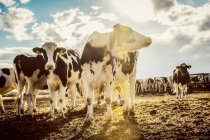 Vaches Holstein debout dans une zone clôturée avec des étiquettes d'identification dans les oreilles sur une ferme laitière robotisée, au nord d'Edmonton ; Alberta, Canada — Photo de stock