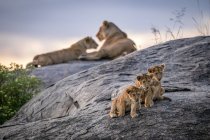 Маленькі дитинчата перед левиці в дикій життя — стокове фото