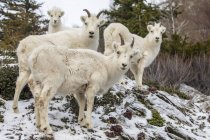 Dall schafe schafe in wilder natur im winter bei chugach mountains, alaska, vereinigte staaten von amerika — Stockfoto