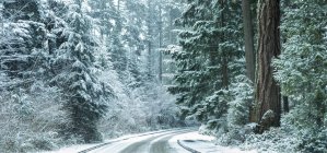 Snow storm in Stanley Park, Vancouver, British Columbia, Canada — Stock Photo