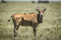 Eland (Taurotragus oryx) standing on profile with a yellow-billed oxpeckers (Buphagus africanus), Serengeti National Park; Tanzania — Stock Photo