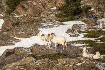 Далл овец баранов с овцой на дикой природе, Денали Национальный парк и заповедник, Аляска, Соединенные Штаты Америки — стоковое фото