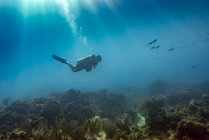 Taucher unter Wasser am Tauchplatz Cemetery Wall, Südseite der Insel Roatan; Bay Islands Department, Honduras — Stockfoto