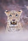 Vista panorámica del majestuoso leopardo en la naturaleza salvaje, fondo borroso - foto de stock