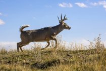White-tailed deer (Odocoileus virginianus) buck walking on a field against a blue sky; Denver, Colorado, United States of America — Stock Photo