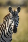 Nahaufnahme von Flachland-Zebras, die wild lebende Tiere mit der Kamera betrachten — Stockfoto