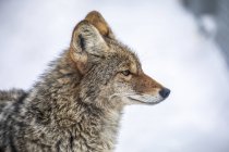 Ritratto di Coyote adulto (Canis latrans), prigioniero nell'Alaska Wildlife Conservation Center in inverno; Portage, Alaska, Stati Uniti d'America — Foto stock