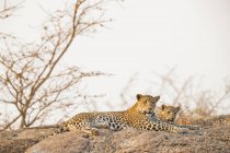 Vue panoramique de léopards majestueux dans la nature sauvage se détendre sur le rocher — Photo de stock