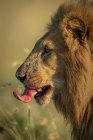 Majestic male lion in wild nature muzzle closeup — Stock Photo