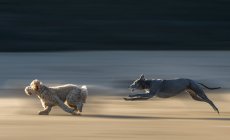 Two breeds of dogs running; South Shields, Tyne and Wear, England — Stock Photo