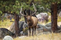 Scenic view of majestic beautiful elk in wild nature — Stock Photo