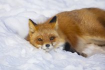 Beautiful red fox with majestic fur in winter snow at forest — Stock Photo