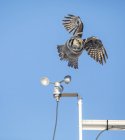 Vista panorâmica de Northern Hawk Coruja em voo na natureza selvagem — Fotografia de Stock