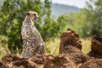 Cheetah sentado en termitas montículo girando la cabeza - foto de stock