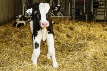 Un veau Holstein debout dans une stalle avec des étiquettes d'identification dans les oreilles sur une ferme laitière robotisée, au nord d'Edmonton ; Alberta, Canada — Photo de stock