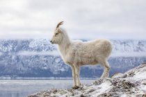 Озил и величественная овчарка в дикой природе в зимнее время, Чугачские горы, Аляска, Соединенные Штаты Америки — стоковое фото
