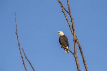 Weißkopfseeadler ruft, während er in einem Baum vor blauem Himmel hockt — Stockfoto