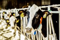 Holstein dairy cow with identification tags on their ears looking at the camera while standing in a row along a rail of a feeding station on a robotic dairy farm, North of Edmonton; Alberta, Canada — Stock Photo