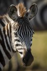 Primo piano di giovani pianure zebra guardando la fotocamera a vita selvaggia — Foto stock