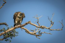 Avvoltoio africano dalla schiena bianca che guarda giù dal ramo — Foto stock