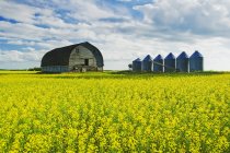 Campo de canola en etapa de floración con granero viejo y contenedores de grano en el fondo: Tiger Hills, Manitoba, Canadá - foto de stock