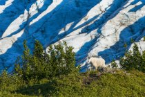Vue panoramique de la chèvre de montagne dans le parc national des Fjords de Kenai, Alaska, États-Unis d'Amérique — Photo de stock