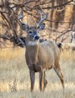 White-tailed deer or Odocoileus virginianus buck standing in a grass field, Denver, Colorado, United States of America — Stock Photo