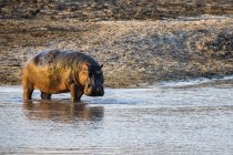 Vue panoramique de majestueux et mignon Hippopotame dans la nature sauvage — Photo de stock