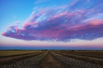 Champ de canola au coucher du soleil avec des nuages rose vif, Legal, Alberta, Canada — Photo de stock