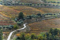 Feuillage coloré sur vignes dans un vignoble, vallée du Douro ; Portugal — Photo de stock