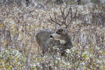 Mule deer (Odocoileus hemionus) buck lying down in the brush during a snowfall; Denver, Colorado, United States of America — Stock Photo