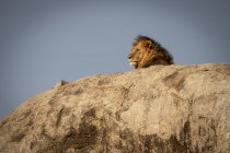 Величний чоловічий Лев в дикій природі на скелі — стокове фото
