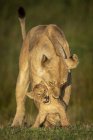 Велична левиця або Лев на дикому житті з дитинкою в траві — стокове фото
