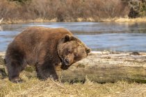 Braunbärin oder Ursus arctos ruht und schläft auf einem Treibholzstamm im alaska Wildschutzzentrum mit einem Teich im Hintergrund, Süd-Zentralalaska, Portage, Vereinigte Staaten von Amerika — Stockfoto