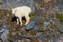 Живописный вид на горную козу в национальном парке Кенай-фьорды, Аляска, Соединенные Штаты Америки — стоковое фото