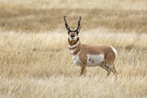 Antelope buck in un campo di erba durante la carreggiata; Dakota del Sud, Stati Uniti d'America — Foto stock