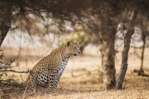 Vista panorámica del majestuoso leopardo en la naturaleza salvaje en el bosque - foto de stock